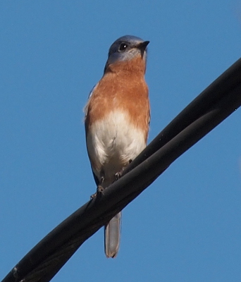 [This bluebird stands on a utility wire and faces the camera. Its head, back and tail are blue. Its neck and upper breast are red/rust, and its lower underside is white.]